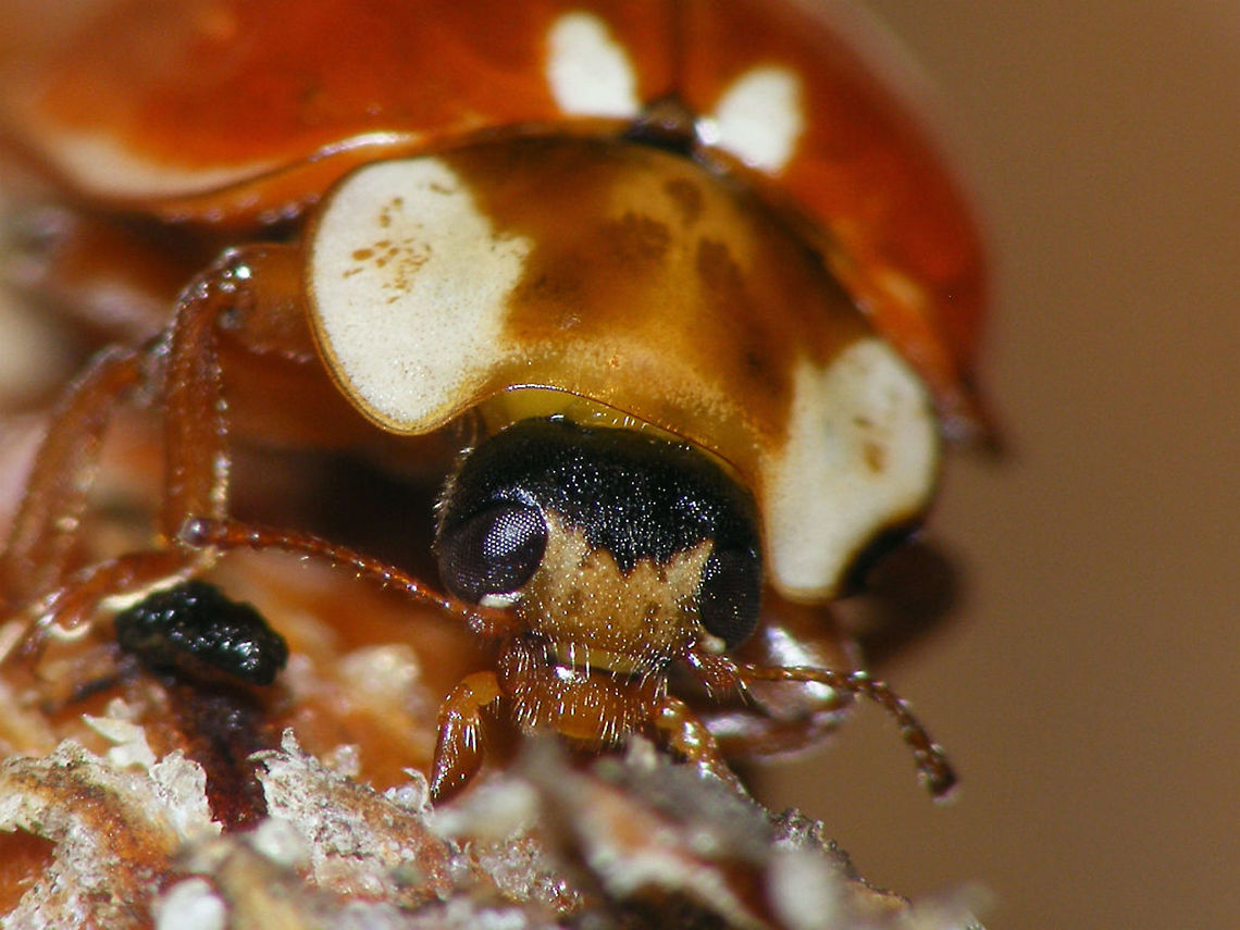Myzia oblongoguttata - Head pattern  Coccinellidae,Coccinellinae,Coleoptera,Ladybird,Myzia,Myzia oblongoguttata,Striped Ladybird,nl: Gestreept lieveheersbeestje