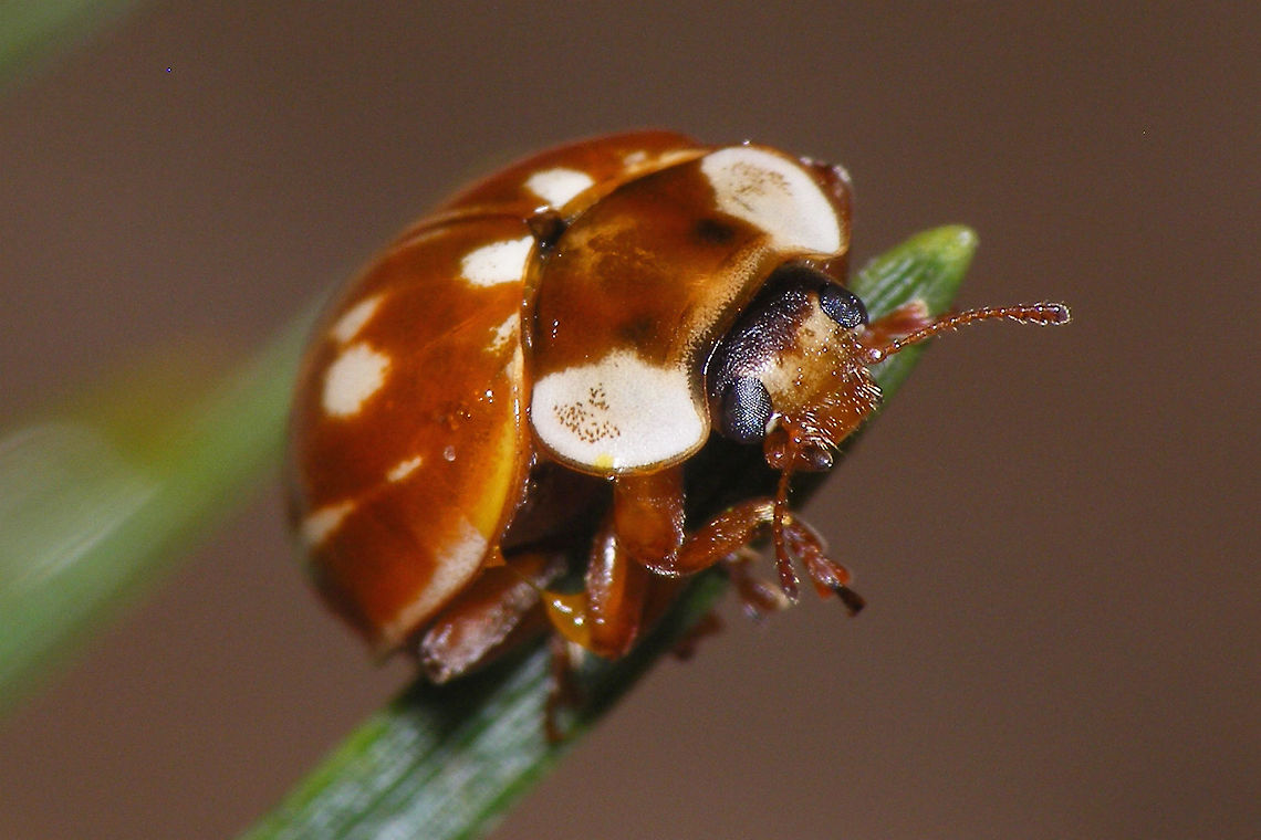 Myzia oblongoguttata - Front  Coccinellidae,Coccinellinae,Coleoptera,Ladybird,Myzia,Myzia oblongoguttata,Striped Ladybird,nl: Gestreept lieveheersbeestje