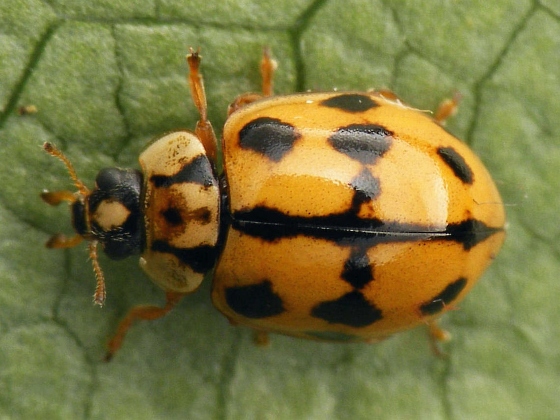 Adalia conglomerata - Dorsal New arrival in the Netherlands in 2016, a few different specimen sent to me by Lo Troisfontaine (thanks!) Adalia,Adalia conglomerata,Coccinellidae,Coccinellinae,Coleoptera,nl: Zwartstreeplieveheersbeestje