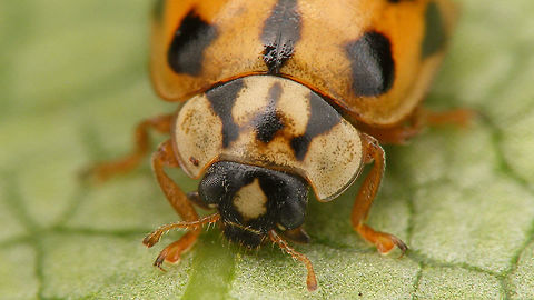 Adalia conglomerata - Portrait New arrival in the Netherlands in 2016, a few different specimen sent to me by Lo Troisfontaine (thanks!) Adalia,Adalia conglomerata,Coccinellidae,Coccinellinae,Coleoptera,nl: Zwartstreeplieveheersbeestje