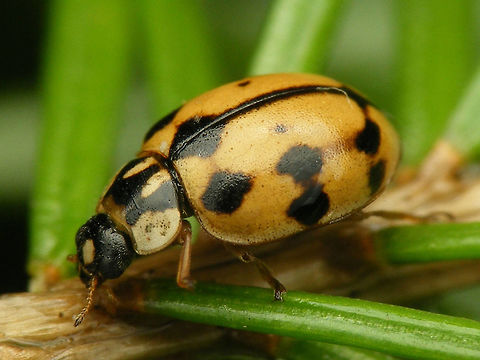 Adalia conglomerata - Lateral New arrival in the Netherlands in 2016, a few different specimen sent to me by Lo Troisfontaine (thanks!)
Image used for article on Nature Today:
https://www.naturetoday.com/intl/nl/nature-reports/message/?msg=23559 Adalia,Adalia conglomerata,Coccinellidae,Coccinellinae,Coleoptera,nl: Zwartstreeplieveheersbeestje