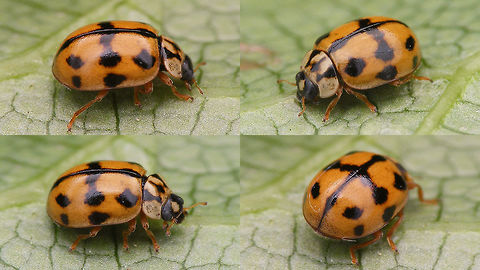 Adalia conglomerata - Collage New arrival in the Netherlands in 2016, a few different specimen sent to me by Lo Troisfontaine (thanks!) Adalia,Adalia conglomerata,Coccinellidae,Coccinellinae,Coleoptera,nl: Zwartstreeplieveheersbeestje