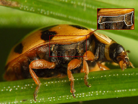 Adalia conglomerata - Ventral detail New arrival in the Netherlands in 2016, a few different specimen sent to me by Lo Troisfontaine (thanks!) Adalia,Adalia conglomerata,Coccinellidae,Coccinellinae,Coleoptera,nl: Zwartstreeplieveheersbeestje