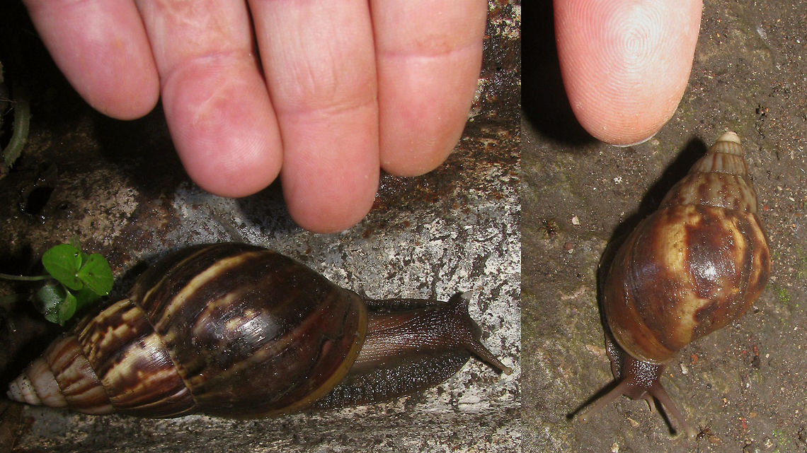 Achatina fulica - Larger and smaller Just adding this invasive species for Indonesia Achatina fulica,Achatinidae,Gastropoda,Lissachatina,Lissachatina fulica,Mollusca,Stylommatophora,invasive species