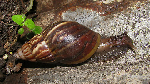 Achatina fulica Just adding this invasive species for Indonesia Achatina fulica,Achatinidae,Gastropoda,Lissachatina,Lissachatina fulica,Mollusca,Stylommatophora,invasive species