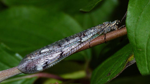 Euroleon nostras One of only two species of Antlion we have in the Netherlands Antlion,Euroleon nostras,Myrmeleontidae,Neuroptera,nl: Gevlekte mierenleeuw