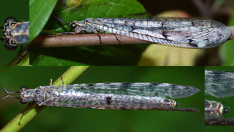 Euroleon nostras - Collage One of only two species of Antlion we have in the Netherlands Antlion,Euroleon nostras,Myrmeleontidae,Neuroptera,nl: Gevlekte mierenleeuw