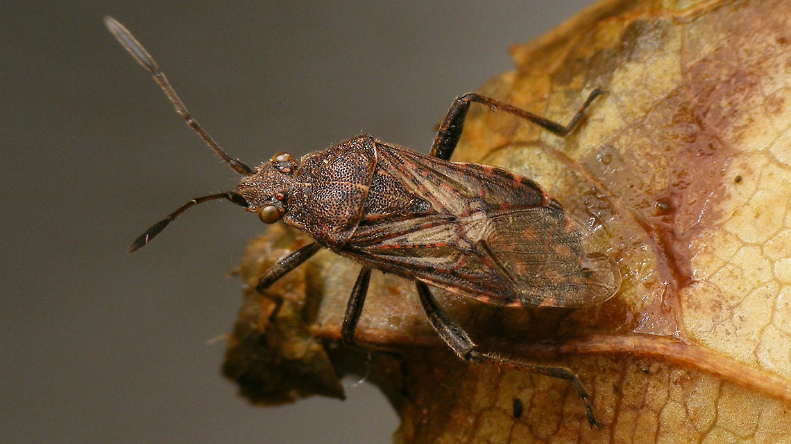 Stictopleurus punctatonervosus Single shot, collage with IDing charachters here:<br />
<figure class="photo"><a href="https://www.jungledragon.com/image/54797/stictopleurus_punctatonervosus_-_collage.html" title="Stictopleurus punctatonervosus - Collage"><img src="https://s3.amazonaws.com/media.jungledragon.com/images/3043/54797_thumb.jpg?AWSAccessKeyId=05GMT0V3GWVNE7GGM1R2&Expires=1759968010&Signature=oVhSQBTFiA%2FWGC8mL4HICGD5X9E%3D" width="200" height="114" alt="Stictopleurus punctatonervosus - Collage Collage with IDing characters, single shot here:<br />
https://www.jungledragon.com/image/54796/stictopleurus_punctatonervosus.html Coreoidea,Hemiptera,Heteroptera,Pentatomomorpha,Rhopalidae,Stictopleurus,Stictopleurus punctatonervosus" /></a></figure> Coreoidea,Hemiptera,Heteroptera,Pentatomomorpha,Rhopalidae,Stictopleurus,Stictopleurus punctatonervosus