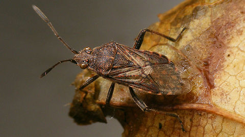 Stictopleurus punctatonervosus Single shot, collage with IDing charachters here:
https://www.jungledragon.com/image/54797/stictopleurus_punctatonervosus_-_collage.html Coreoidea,Hemiptera,Heteroptera,Pentatomomorpha,Rhopalidae,Stictopleurus,Stictopleurus punctatonervosus