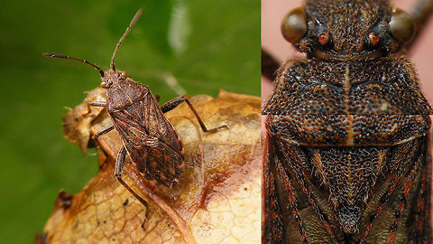 Stictopleurus punctatonervosus - Collage Collage with IDing characters, single shot here:
https://www.jungledragon.com/image/54796/stictopleurus_punctatonervosus.html Coreoidea,Hemiptera,Heteroptera,Pentatomomorpha,Rhopalidae,Stictopleurus,Stictopleurus punctatonervosus