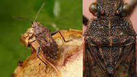 Stictopleurus punctatonervosus - Collage Collage with IDing characters, single shot here:<br />
https://www.jungledragon.com/image/54796/stictopleurus_punctatonervosus.html Coreoidea,Hemiptera,Heteroptera,Pentatomomorpha,Rhopalidae,Stictopleurus,Stictopleurus punctatonervosus