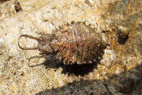 Myrmeleontidae - Larva It seems we don't have any images of the larvae of this family yet (the larva being the true "Antlion").
Bad image and the larva was already dead (found in a pile of rubble that had washed down a mountainside in the French Alps during winter). Never tried to identify this one. Antlion,Larva,Myrmeleontidae,Neuroptera