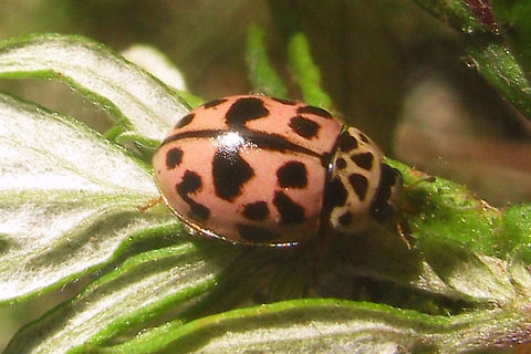 Oenopia conglobata Just adding a few more (older) images for this species ... Coccinellidae,Coccinellinae,Coleoptera,Oenopia,Oenopia conglobata,nl: Vloeivleklieveheersbeestje
