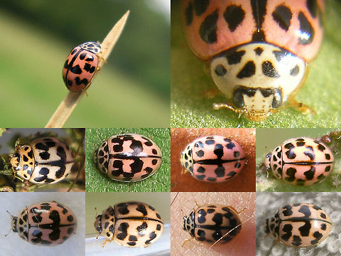 Oenopia_conglobata_collage  Coccinellidae,Coccinellinae,Coleoptera,Oenopia,Oenopia conglobata,nl: Vloeivleklieveheersbeestje