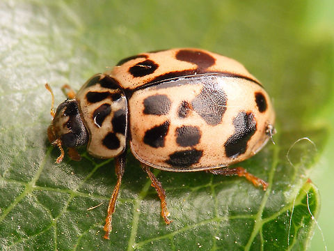 Oenopia conglobata - Damage spot Just adding a few more (older) images for this species ... Coccinellidae,Coccinellinae,Coleoptera,Oenopia,Oenopia conglobata,nl: Vloeivleklieveheersbeestje
