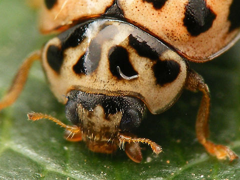 Oenopia conglobata - Portrait Just adding a few more (older) images for this species ... Coccinellidae,Coccinellinae,Coleoptera,Oenopia,Oenopia conglobata,nl: Vloeivleklieveheersbeestje