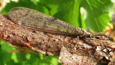 Distoleon tetragrammicus While doing some building work at night, this beauty was flying around a hot flood light, almost killing itself in the heat. Caught it and photographed it the next day. Antlion,Distoleon,Distoleon tetragrammicus,Myrmeleontidae,Neuroptera,antlion