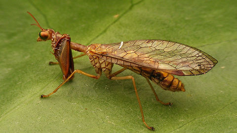 Mantispa styriaca  Mantidfly,Mantispa,Mantispa styriaca,Mantispidae,Mantispoidea,Neuroptera