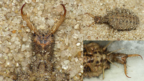 Euroleon nostras - Larva w details Found another set of images with an Antlion ... :o) Antlion,Euroleon nostras,Larvae,Myrmeleontidae,Neuroptera,nl: Gevlekte mierenleeuw