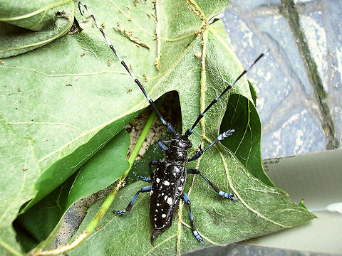 Anoplophora glabripennis Enschede 2008 This one was brought into an animal shelter in Enschede after being found in a city park. The surroundings were investigated for more beetles or exit holes as the species is under strict rules of monitoring and extermination in Europe. Anoplophora,Anoplophora glabripennis,Asian long-horned beetle,Cerambycidae,Coleoptera,Invasive species,Lamiinae,Monochamini