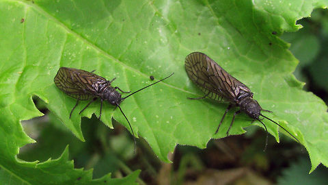 Sialis lutaria - Pair  Alderfly,Megaloptera,Neuropterida,Sialidae,Sialis,Sialis lutaria