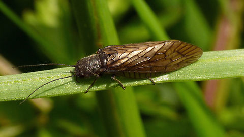 Sialis lutaria  Alderfly,Megaloptera,Neuropterida,Sialidae,Sialis,Sialis lutaria