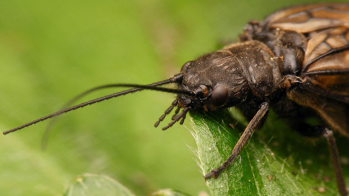 Sialis lutaria - Head  Alderfly,Megaloptera,Neuropterida,Sialidae,Sialis,Sialis lutaria