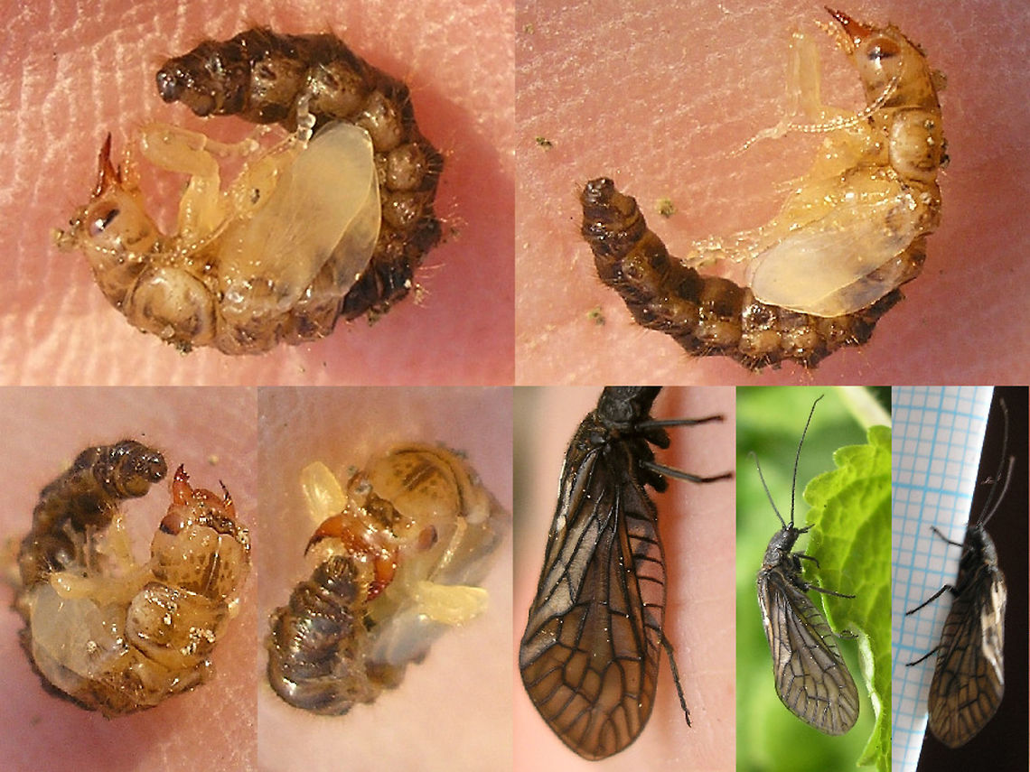 Sialis lutaria - Pupa-Imago  Alderfly,Megaloptera,Neuropterida,Pupae,Sialidae,Sialis,Sialis lutaria