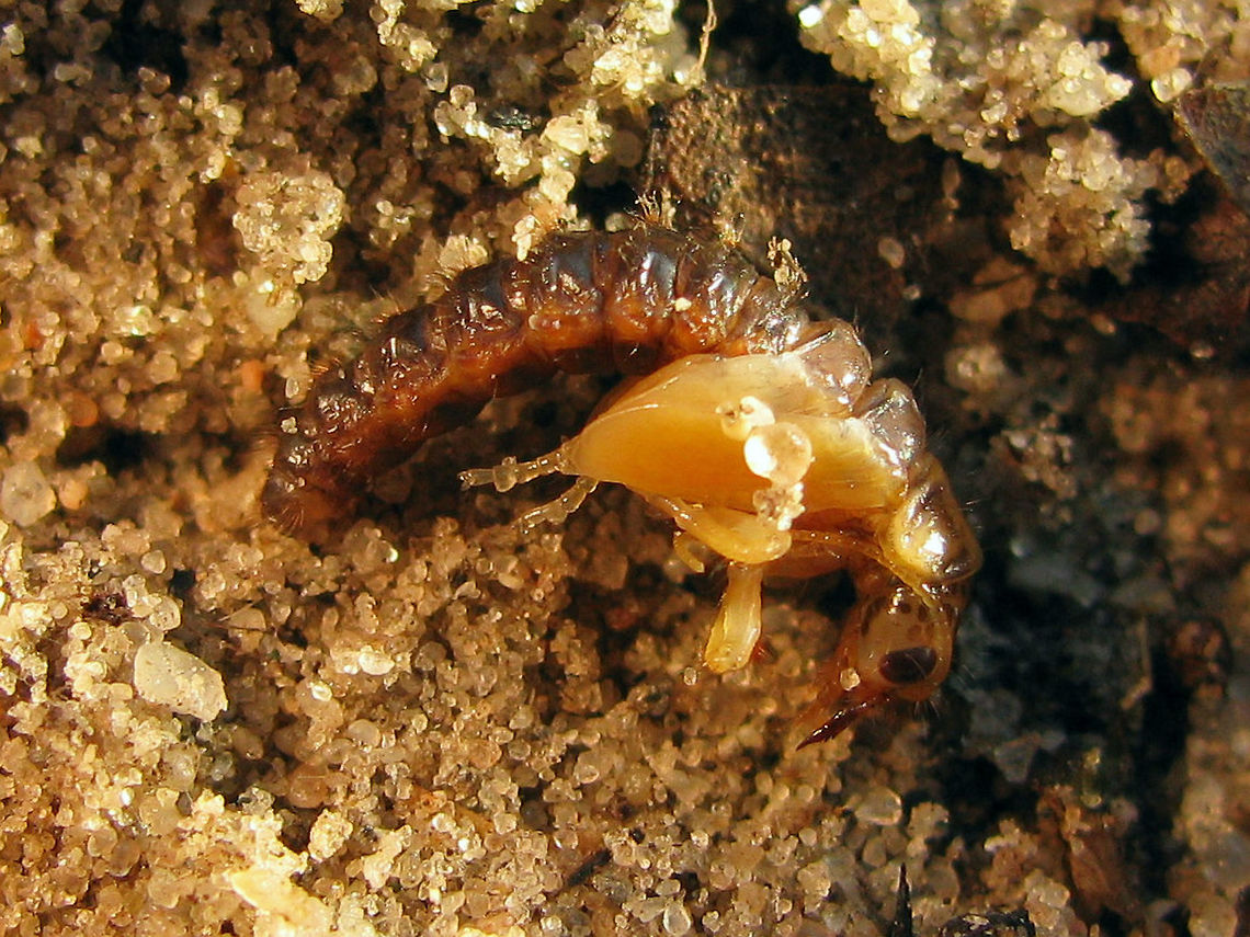 Sialis lutaria - Pupa  Alderfly,Megaloptera,Neuropterida,Pupae,Sialidae,Sialis,Sialis lutaria