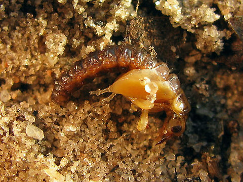 Sialis lutaria - Pupa  Alderfly,Megaloptera,Neuropterida,Pupae,Sialidae,Sialis,Sialis lutaria