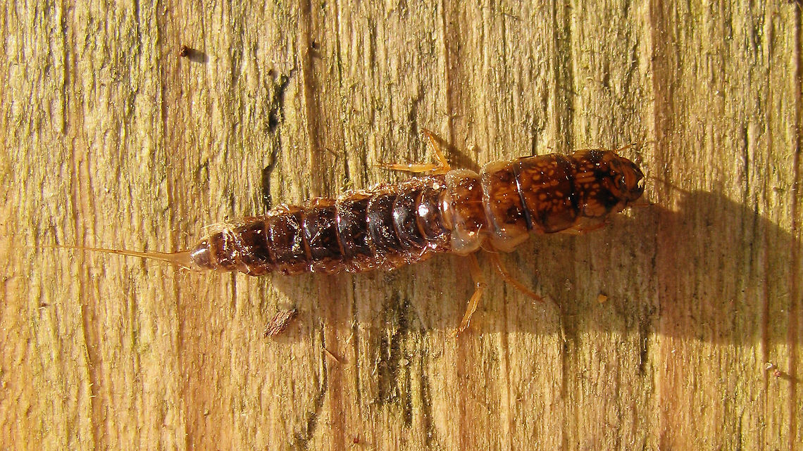Sialis lutaria - Larva  Alderfly,Larvae,Megaloptera,Neuropterida,Sialidae,Sialis,Sialis lutaria