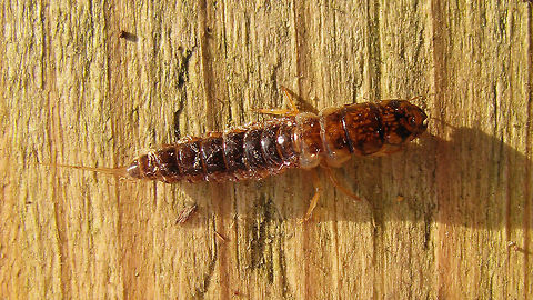 Sialis lutaria - Larva  Alderfly,Larvae,Megaloptera,Neuropterida,Sialidae,Sialis,Sialis lutaria