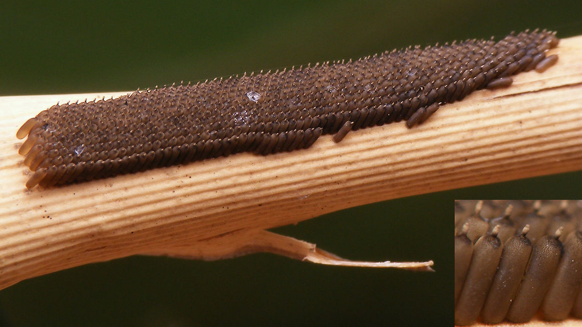 Sialis lutaria - Ovae  Alderfly,Eggs,Megaloptera,Neuropterida,Ovae,Sialidae,Sialis,Sialis lutaria