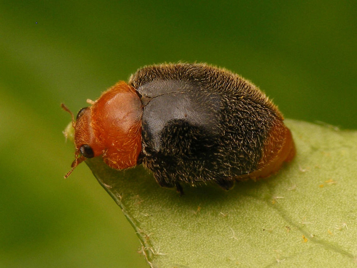 Cryptolaemus montrouzieri Non-native for the Netherlands, but introduced into tropical greenhouses as a biological control agent against Mealy Bugs.<br />
Other shots of same beetle here:<br />
<figure class="photo"><a href="https://www.jungledragon.com/image/54853/cryptolaemus_montrouzieri_-_portrait.html" title="Cryptolaemus montrouzieri - Portrait"><img src="https://s3.amazonaws.com/media.jungledragon.com/images/3043/54853_thumb.jpg?AWSAccessKeyId=05GMT0V3GWVNE7GGM1R2&Expires=1770854410&Signature=Uc90SPACEtwoBvGp0y48Yi5ajyc%3D" width="200" height="150" alt="Cryptolaemus montrouzieri - Portrait Other shots of same beetle here:<br />
https://www.jungledragon.com/image/54848/cryptolaemus_montrouzieri.html<br />
https://www.jungledragon.com/image/54852/cryptolaemus_montrouzieri_vleugels_gespreid.html Coccinellidae,Coleoptera,Cryptolaemus,Cryptolaemus montrouzieri,Mealybug Destroyer,Mealybug Ladybird,Scymninae" /></a></figure><br />
<figure class="photo"><a href="https://www.jungledragon.com/image/54852/cryptolaemus_montrouzieri_-_take_off.html" title="Cryptolaemus montrouzieri - Take off"><img src="https://s3.amazonaws.com/media.jungledragon.com/images/3043/54852_thumb.jpg?AWSAccessKeyId=05GMT0V3GWVNE7GGM1R2&Expires=1770854410&Signature=bGStWZdDiA9jAc0%2Fzm73pRyn14o%3D" width="200" height="150" alt="Cryptolaemus montrouzieri - Take off Other shots of same beetle here:<br />
https://www.jungledragon.com/image/54848/cryptolaemus_montrouzieri.html<br />
https://www.jungledragon.com/image/54853/cryptolaemus_montrouzieri_koppie.html<br />
 Coccinellidae,Coleoptera,Cryptolaemus,Cryptolaemus montrouzieri,Mealybug Destroyer,Mealybug Ladybird,Scymninae" /></a></figure> Coccinellidae,Coleoptera,Cryptolaemus,Cryptolaemus montrouzieri,Mealybug Destroyer,Mealybug Ladybird,Scymninae