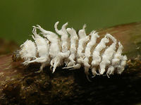 Cryptolaemus montrouzieri - Larva dorsal Other shots of same larva here:<br />
https://www.jungledragon.com/image/54850/cryptolaemus_montrouzieri_larve_lateraal.html<br />
https://www.jungledragon.com/image/54851/cryptolaemus_montrouzieri_larve_detail.html Coccinellidae,Coleoptera,Cryptolaemus,Cryptolaemus montrouzieri,Larvae,Mealybug Destroyer,Mealybug Ladybird,Scymninae