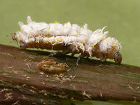 Cryptolaemus montrouzieri - Larva lateral Other shots of same larva here:<br />
https://www.jungledragon.com/image/54851/cryptolaemus_montrouzieri_larve_detail.html<br />
https://www.jungledragon.com/image/54849/cryptolaemus_montrouzieri_larve.html Coccinellidae,Coleoptera,Cryptolaemus,Cryptolaemus montrouzieri,Larvae,Mealybug Destroyer,Mealybug Ladybird,Scymninae