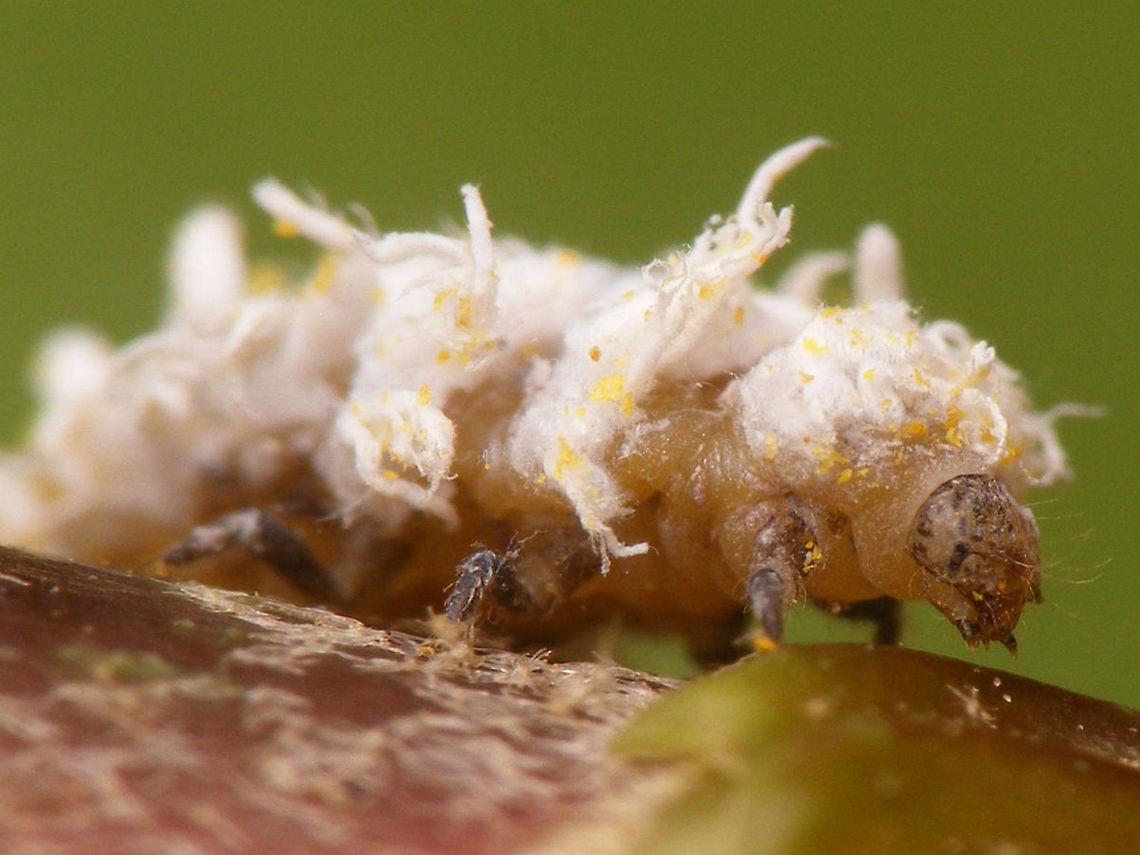 Cryptolaemus montrouzieri - Larva detail Other shots of same larva here:<br />
<figure class="photo"><a href="https://www.jungledragon.com/image/54850/cryptolaemus_montrouzieri_-_larva_lateral.html" title="Cryptolaemus montrouzieri - Larva lateral"><img src="https://s3.amazonaws.com/media.jungledragon.com/images/3043/54850_thumb.jpg?AWSAccessKeyId=05GMT0V3GWVNE7GGM1R2&Expires=1767225610&Signature=tJKU5KEf1AOuXhodNFEfZFQzVvQ%3D" width="200" height="150" alt="Cryptolaemus montrouzieri - Larva lateral Other shots of same larva here:<br />
https://www.jungledragon.com/image/54851/cryptolaemus_montrouzieri_larve_detail.html<br />
https://www.jungledragon.com/image/54849/cryptolaemus_montrouzieri_larve.html Coccinellidae,Coleoptera,Cryptolaemus,Cryptolaemus montrouzieri,Larvae,Mealybug Destroyer,Mealybug Ladybird,Scymninae" /></a></figure><br />
<figure class="photo"><a href="https://www.jungledragon.com/image/54849/cryptolaemus_montrouzieri_-_larva_dorsal.html" title="Cryptolaemus montrouzieri - Larva dorsal"><img src="https://s3.amazonaws.com/media.jungledragon.com/images/3043/54849_thumb.jpg?AWSAccessKeyId=05GMT0V3GWVNE7GGM1R2&Expires=1767225610&Signature=%2FMtYeE4VqpjGt8M2H0XDwAwgHq0%3D" width="200" height="150" alt="Cryptolaemus montrouzieri - Larva dorsal Other shots of same larva here:<br />
https://www.jungledragon.com/image/54850/cryptolaemus_montrouzieri_larve_lateraal.html<br />
https://www.jungledragon.com/image/54851/cryptolaemus_montrouzieri_larve_detail.html Coccinellidae,Coleoptera,Cryptolaemus,Cryptolaemus montrouzieri,Larvae,Mealybug Destroyer,Mealybug Ladybird,Scymninae" /></a></figure> Coccinellidae,Coleoptera,Cryptolaemus,Cryptolaemus montrouzieri,Larvae,Mealybug Destroyer,Mealybug Ladybird,Scymninae