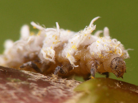 Cryptolaemus montrouzieri - Larva detail Other shots of same larva here:
https://www.jungledragon.com/image/54850/cryptolaemus_montrouzieri_larve_lateraal.html
https://www.jungledragon.com/image/54849/cryptolaemus_montrouzieri_larve.html Coccinellidae,Coleoptera,Cryptolaemus,Cryptolaemus montrouzieri,Larvae,Mealybug Destroyer,Mealybug Ladybird,Scymninae