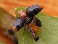 Cryptolaemus montrouzieri - Take off Other shots of same beetle here:<br />
https://www.jungledragon.com/image/54848/cryptolaemus_montrouzieri.html<br />
https://www.jungledragon.com/image/54853/cryptolaemus_montrouzieri_koppie.html<br />
 Coccinellidae,Coleoptera,Cryptolaemus,Cryptolaemus montrouzieri,Mealybug Destroyer,Mealybug Ladybird,Scymninae
