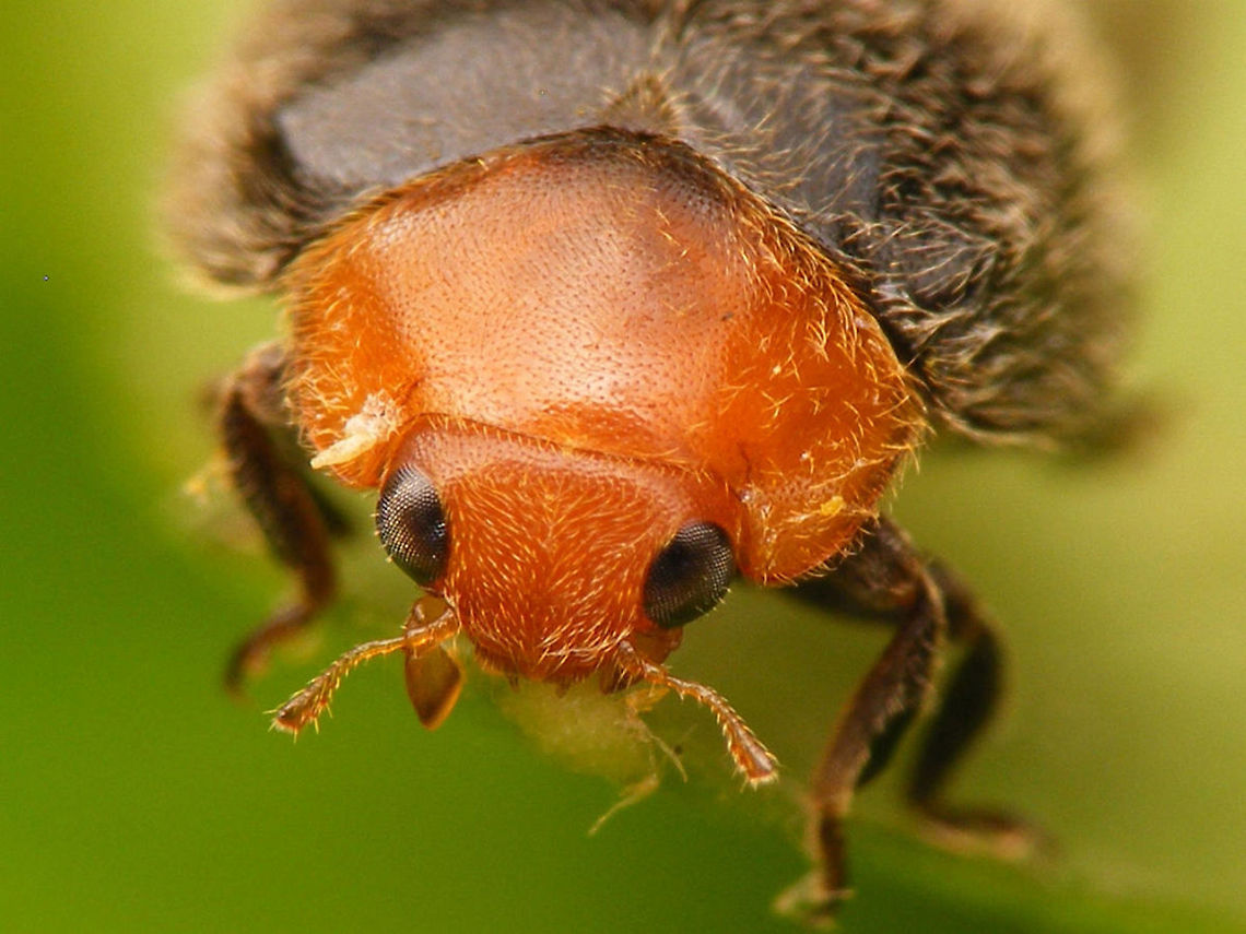 Cryptolaemus montrouzieri - Portrait Other shots of same beetle here:<br />
<figure class="photo"><a href="https://www.jungledragon.com/image/54848/cryptolaemus_montrouzieri.html" title="Cryptolaemus montrouzieri"><img src="https://s3.amazonaws.com/media.jungledragon.com/images/3043/54848_thumb.jpg?AWSAccessKeyId=05GMT0V3GWVNE7GGM1R2&Expires=1759968010&Signature=Odus%2BSixe5JKsnhys%2BnnhUOSbyI%3D" width="200" height="150" alt="Cryptolaemus montrouzieri Non-native for the Netherlands, but introduced into tropical greenhouses as a biological control agent against Mealy Bugs.<br />
Other shots of same beetle here:<br />
https://www.jungledragon.com/image/54853/cryptolaemus_montrouzieri_koppie.html<br />
https://www.jungledragon.com/image/54852/cryptolaemus_montrouzieri_vleugels_gespreid.html Coccinellidae,Coleoptera,Cryptolaemus,Cryptolaemus montrouzieri,Mealybug Destroyer,Mealybug Ladybird,Scymninae" /></a></figure><br />
<figure class="photo"><a href="https://www.jungledragon.com/image/54852/cryptolaemus_montrouzieri_-_take_off.html" title="Cryptolaemus montrouzieri - Take off"><img src="https://s3.amazonaws.com/media.jungledragon.com/images/3043/54852_thumb.jpg?AWSAccessKeyId=05GMT0V3GWVNE7GGM1R2&Expires=1759968010&Signature=x%2FKopJiBt9q3wK%2By%2F%2Bgxgtlx%2Fgo%3D" width="200" height="150" alt="Cryptolaemus montrouzieri - Take off Other shots of same beetle here:<br />
https://www.jungledragon.com/image/54848/cryptolaemus_montrouzieri.html<br />
https://www.jungledragon.com/image/54853/cryptolaemus_montrouzieri_koppie.html<br />
 Coccinellidae,Coleoptera,Cryptolaemus,Cryptolaemus montrouzieri,Mealybug Destroyer,Mealybug Ladybird,Scymninae" /></a></figure> Coccinellidae,Coleoptera,Cryptolaemus,Cryptolaemus montrouzieri,Mealybug Destroyer,Mealybug Ladybird,Scymninae
