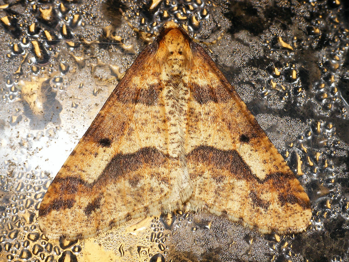 Erannis defoliaria - On lamp Male Erannis defoliaria on lamp Bistonini,Ennominae,Erannis,Erannis defoliaria,Geometridae,Heterocera,Lepidoptera,Mottled Umber,nl: Grote wintervlinder
