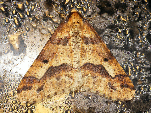 Erannis defoliaria - On lamp Male Erannis defoliaria on lamp Bistonini,Ennominae,Erannis,Erannis defoliaria,Geometridae,Heterocera,Lepidoptera,Mottled Umber,nl: Grote wintervlinder