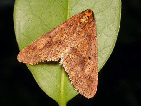 Erannis defoliaria - Spots Male Erannis defoliaria low contrast form but with conspicous spots  Ennominae,Erannis,Erannis defoliaria,Geometridae,Heterocera,Lepidoptera,Mottled Umber,nl: Grote wintervlinder