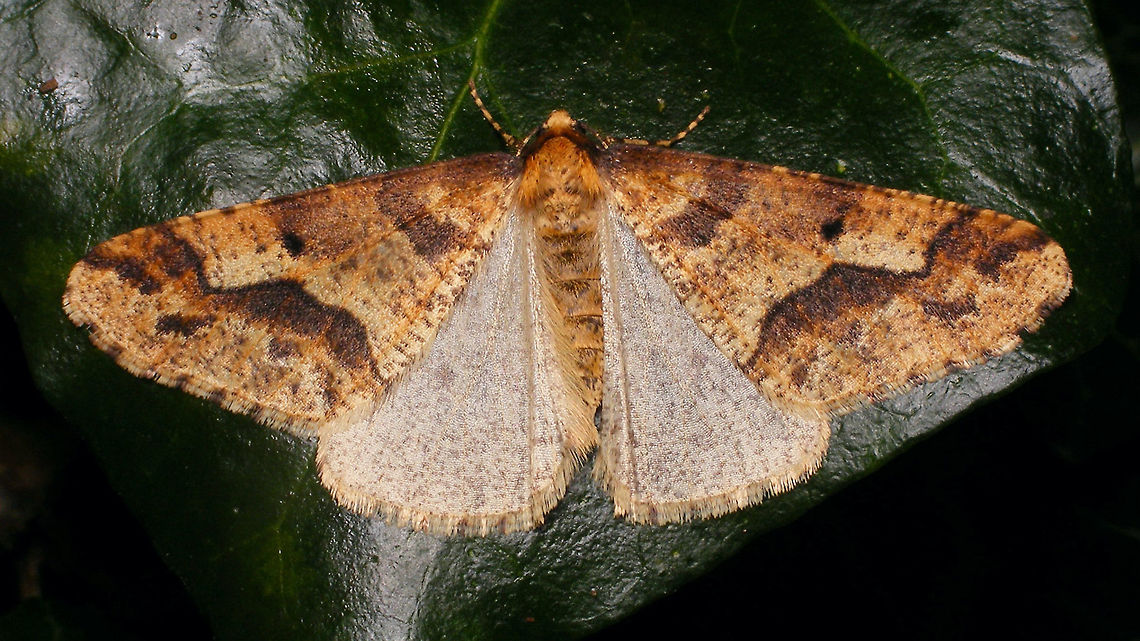 Erannis defoliaria - Wings spread Male Erannis defoliaria nice pose with spead wings :o) Ennominae,Erannis,Erannis defoliaria,Geometridae,Heterocera,Lepidoptera,Mottled Umber,nl: Grote wintervlinder