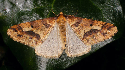Erannis defoliaria - Wings spread Male Erannis defoliaria nice pose with spead wings :o) Ennominae,Erannis,Erannis defoliaria,Geometridae,Heterocera,Lepidoptera,Mottled Umber,nl: Grote wintervlinder