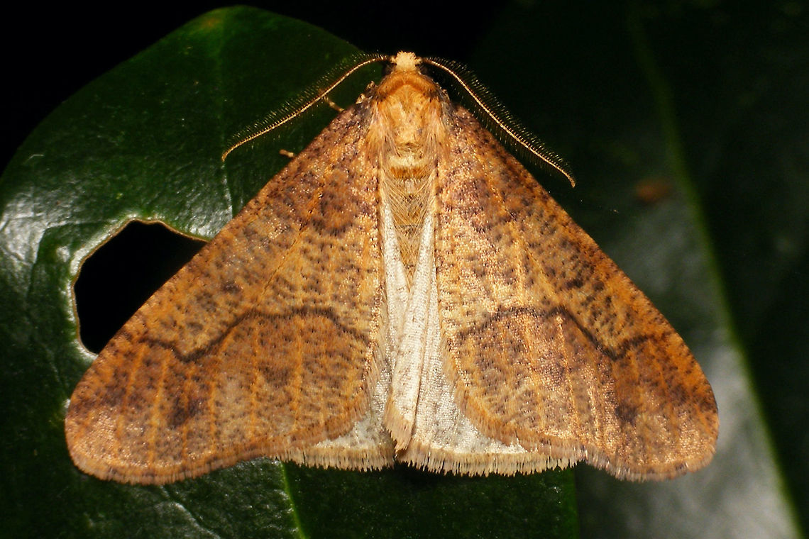 Erannis defoliaria - Pale Male Erannis defoliaria pale contrast form Ennominae,Erannis,Erannis defoliaria,Geometridae,Heterocera,Lepidoptera,Mottled Umber,nl: Grote wintervlinder