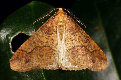 Erannis defoliaria - Pale Male Erannis defoliaria pale contrast form Ennominae,Erannis,Erannis defoliaria,Geometridae,Heterocera,Lepidoptera,Mottled Umber,nl: Grote wintervlinder