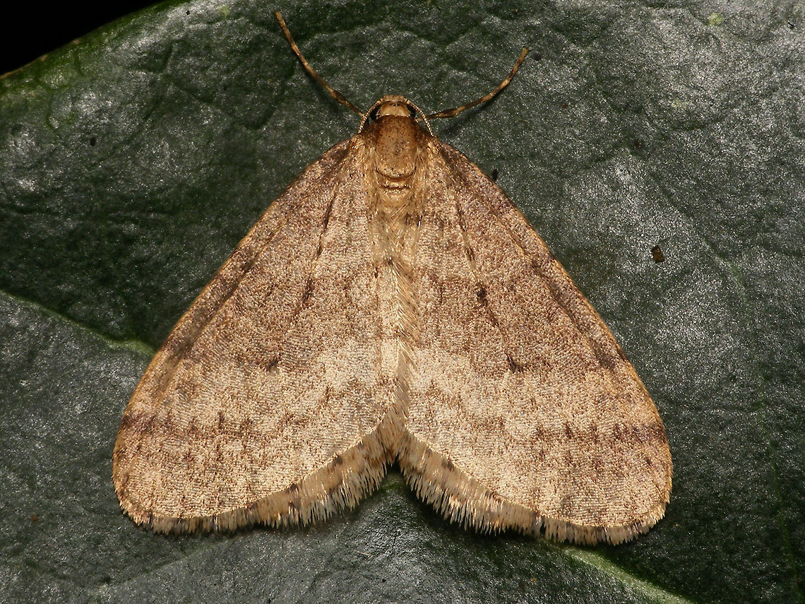 Operophtera brumata - Male Male Winter Moth (Operophtera brumata) near a lamp at night Geometridae,Larentiinae,Lepidoptera,Operophtera,Operophtera brumata,Operophterini,Winter moth,nl: Kleine wintervlinder