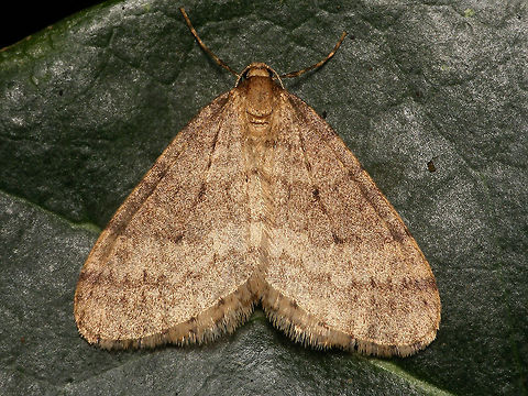 Operophtera brumata - Male Male Winter Moth (Operophtera brumata) near a lamp at night Geometridae,Larentiinae,Lepidoptera,Operophtera,Operophtera brumata,Operophterini,Winter moth,nl: Kleine wintervlinder