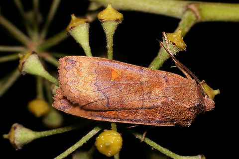 Eupsilia transversa Eupsilia transversa near a lamp at night Eupsilia,Eupsilia transversa,Lepidoptera,Noctuidae,The Satellite